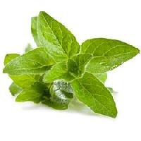 Organic Herbs