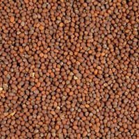 Brown Mustard Seeds