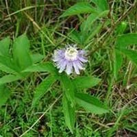 Passiflora Incarnata