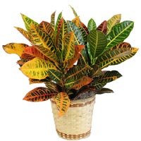 Foliage Plant
