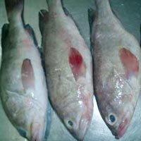 Malabar Reef COD