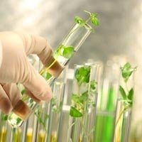 Botanical Extract