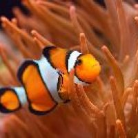 Clown Fish