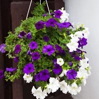 Hanging Flower Planter