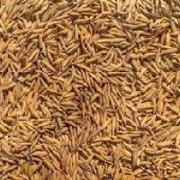 Basmati Seeds