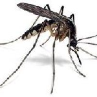 Fiberglass Mosquito Net