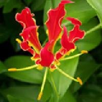 Gloriosa Superba