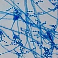 Paecilomyces Lilacinus