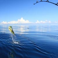 Fishing Tours