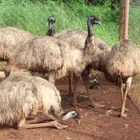 Emu Bird Farming
