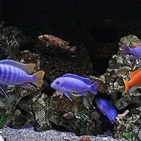 Fish Farming