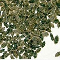 Anethi Oil