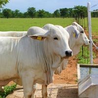 Cattle Water Trough
