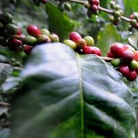 Plantation Seeds