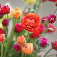 Fresh Flower Arrangements