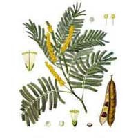 Acacia Catechu Powder