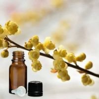 Litsea Cubeba Oil