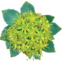 Siberian Ginseng