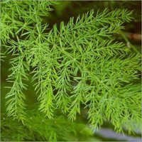 Leptadenia Reticulata