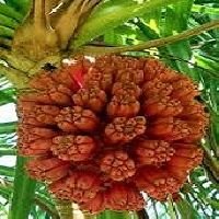 Kewra Fragrance