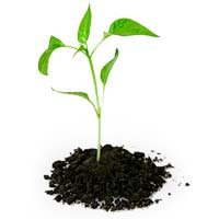 Plantation Trees