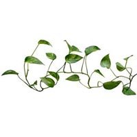 Vine