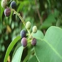 Embelia Ribes