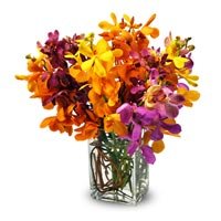 Mokara Orchids