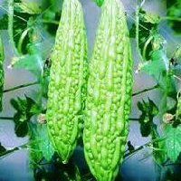 Bitter Gourd Oil