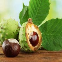 Chestnut Extract