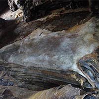 Cattle Hides