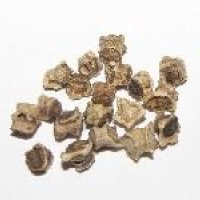 Beet Seeds