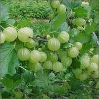 Cassia Absus