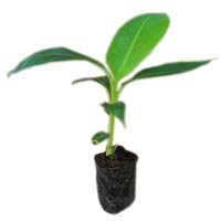 Banana Tissue Culture Plants
