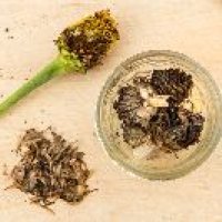 Zinnia Elegans Seeds