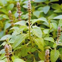 Coleus Forskohlii