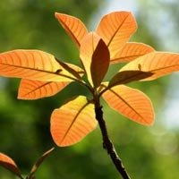 Madhuca Longifolia Oil