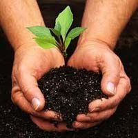 Plant Saplings
