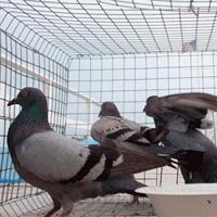 Pigeon Control Services