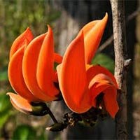Butea Monosperma