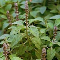 Salacia Oblonga