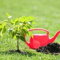 Tree Plantation Services