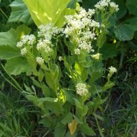 Lepidium Sativum