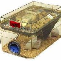 Laboratory Mice Cages