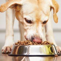 Animal Nutraceuticals
