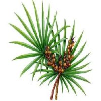 Saw Palmetto Oil