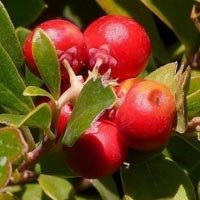 Arbutin Extract