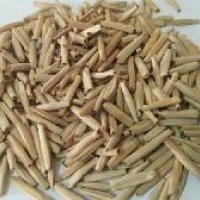 Adenium Seeds
