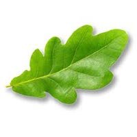 Oak Leaf