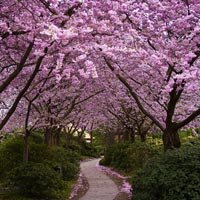 Cherry Trees